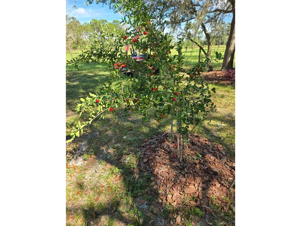 885 Lake Marian Road Kenansville FL 34739 O6346914 image7