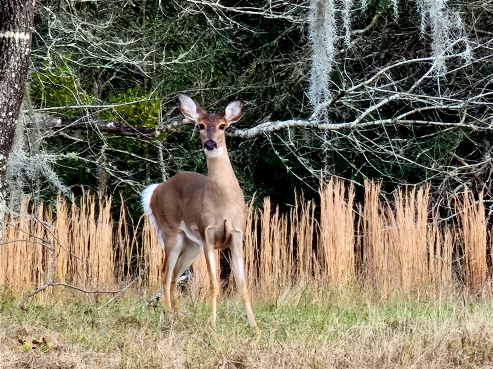 8863 S Evans Avenue Inverness FL 34452 OM718252 image58