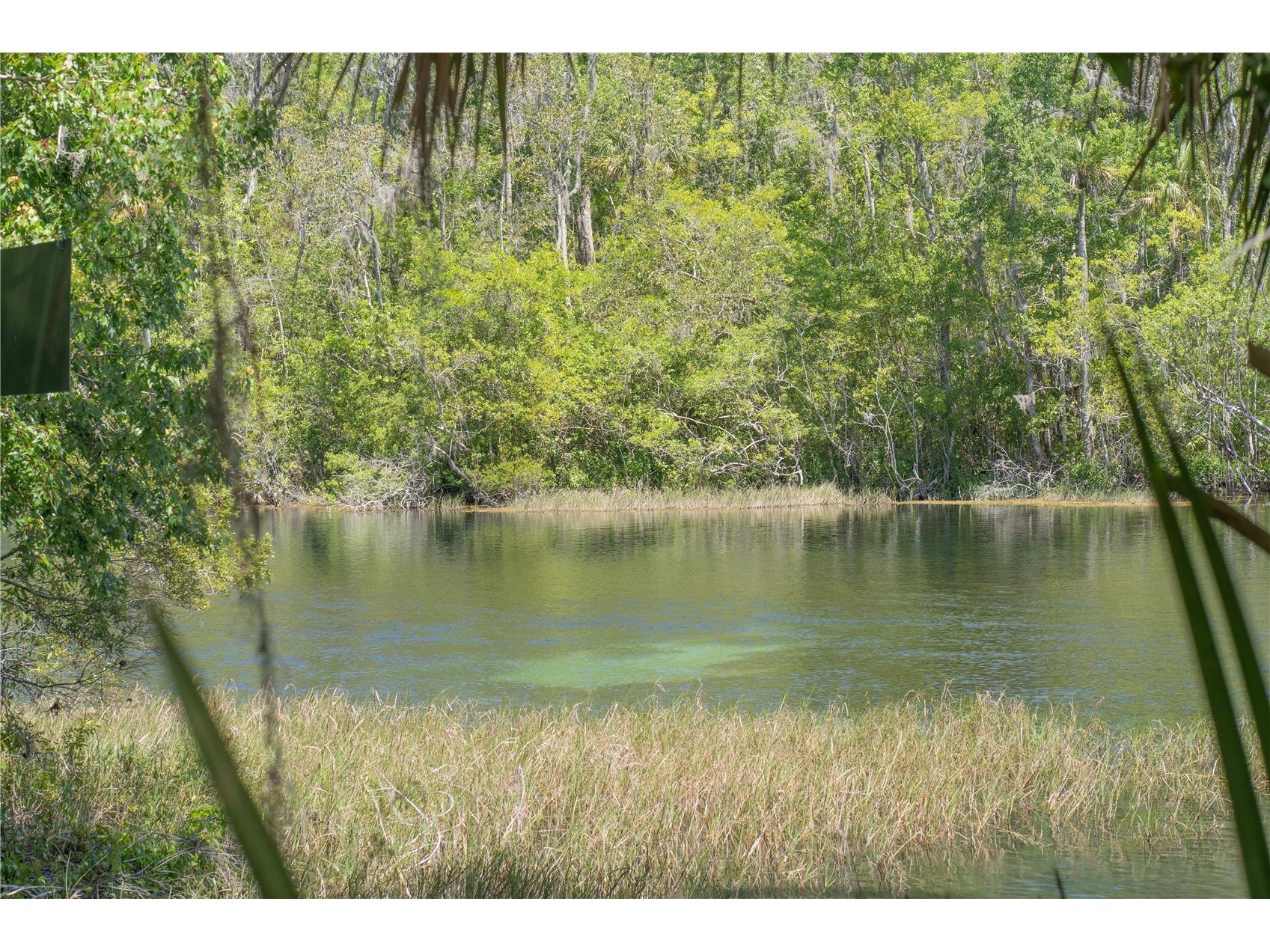 8873 SW 200th Circle Dunnellon FL 34431 - RAINBOW SPRINGS OM722907 image57