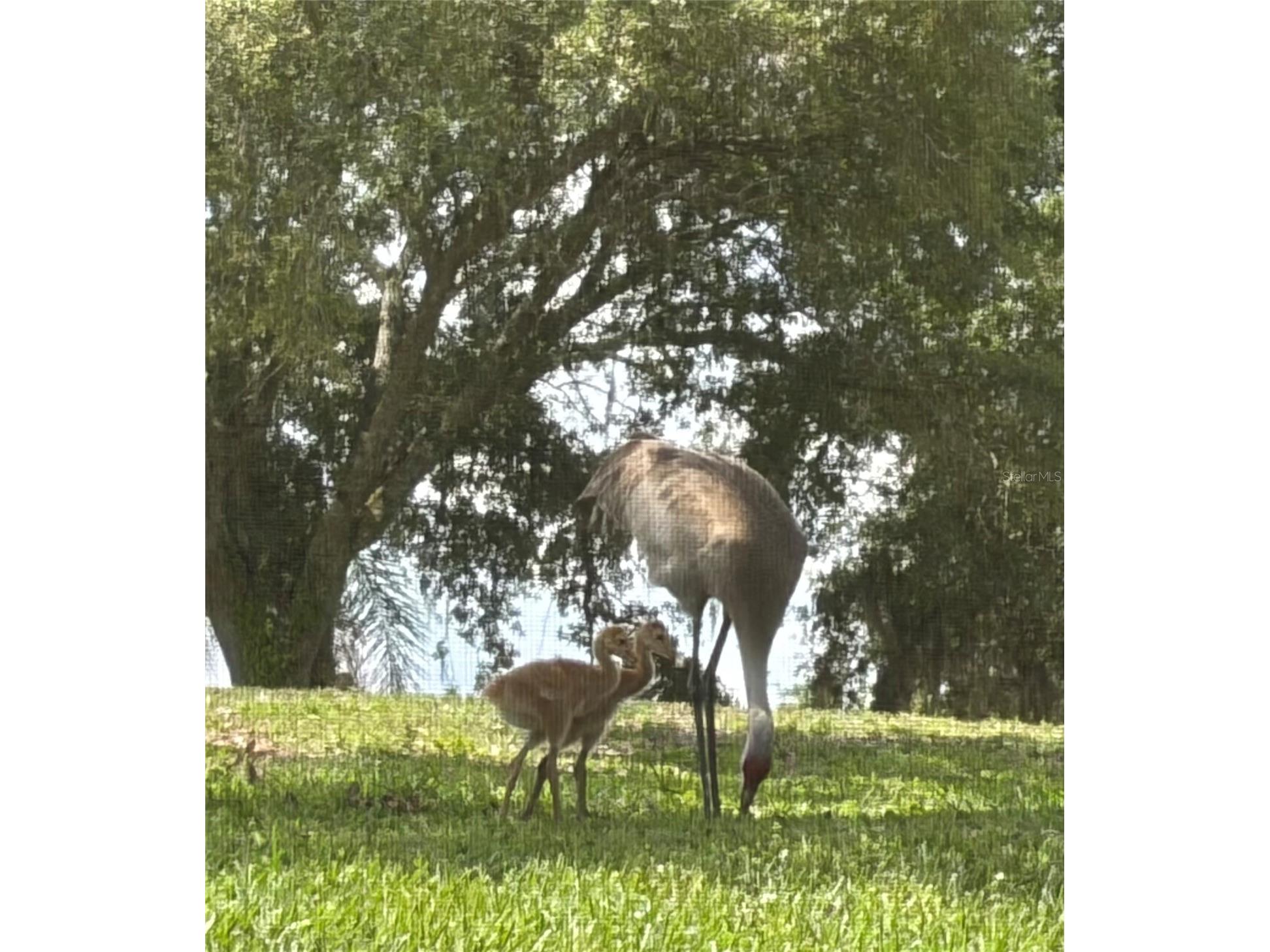 889 Eagle Claw Court Lake Mary FL 32746 O6399756 image14