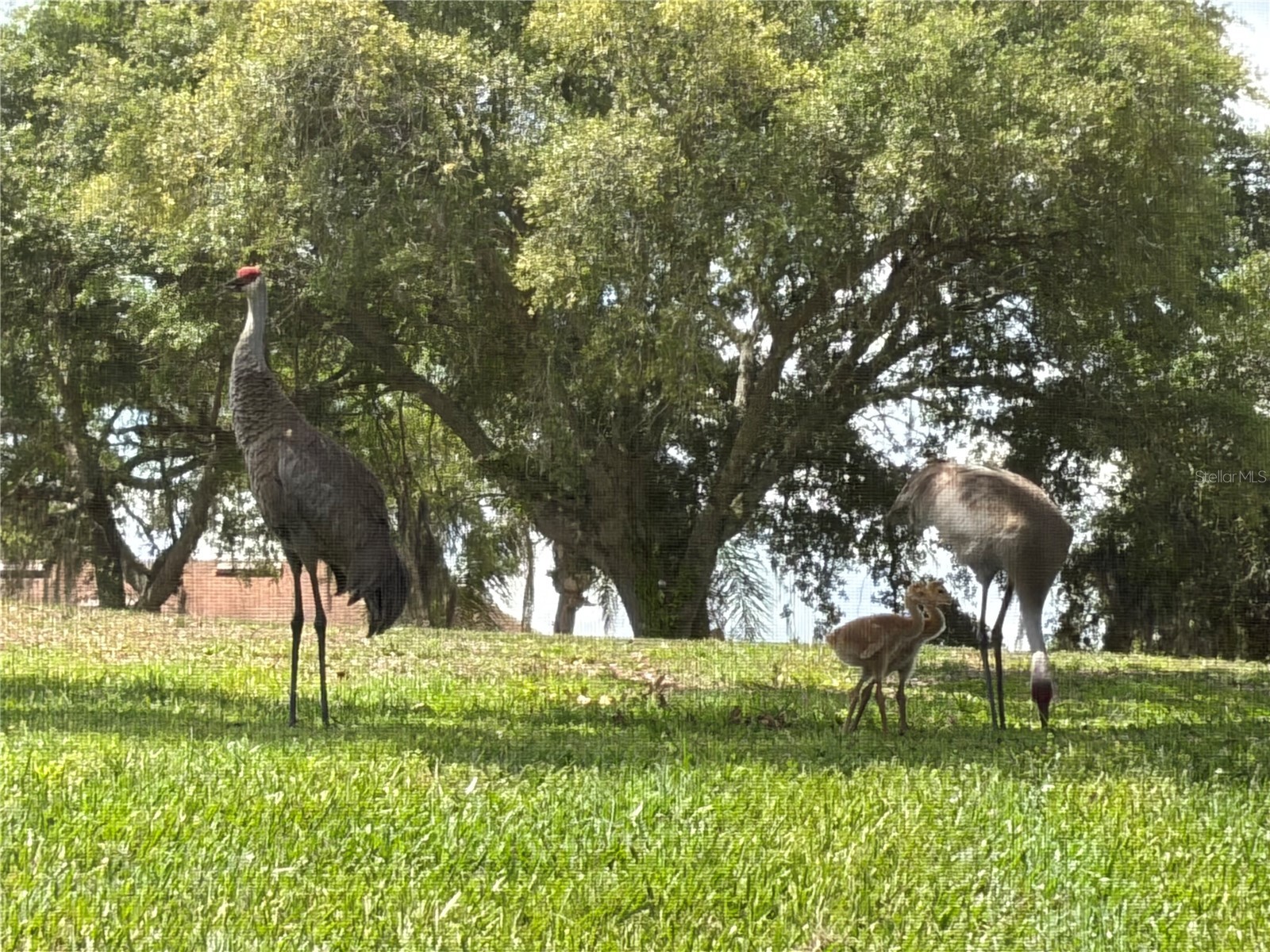 889 Eagle Claw Court Lake Mary FL 32746 O6399756 image15