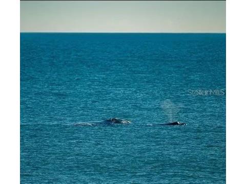 89 Merrimac Drive Flagler Beach FL 32136 FC309842 image36