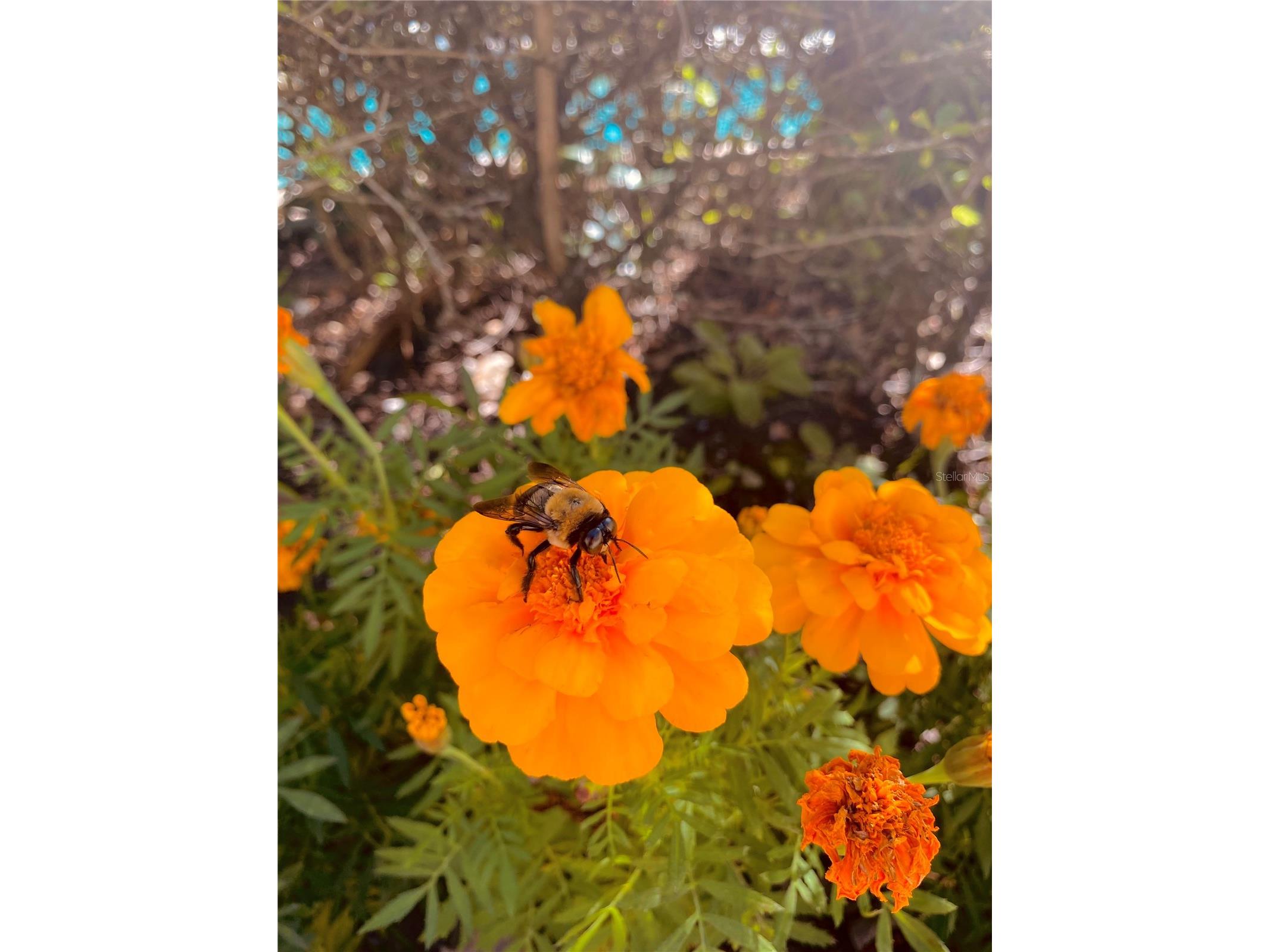 8908 Legacy Court #16 103 Kissimmee FL 34747 S5147266 image51