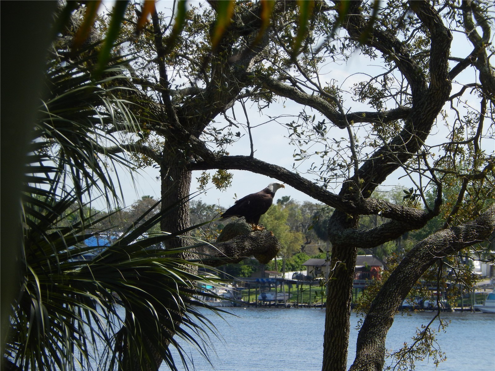 8910 Eagle Watch Drive Riverview FL 33578 - ALAFIA RIVER TB8471280 image36