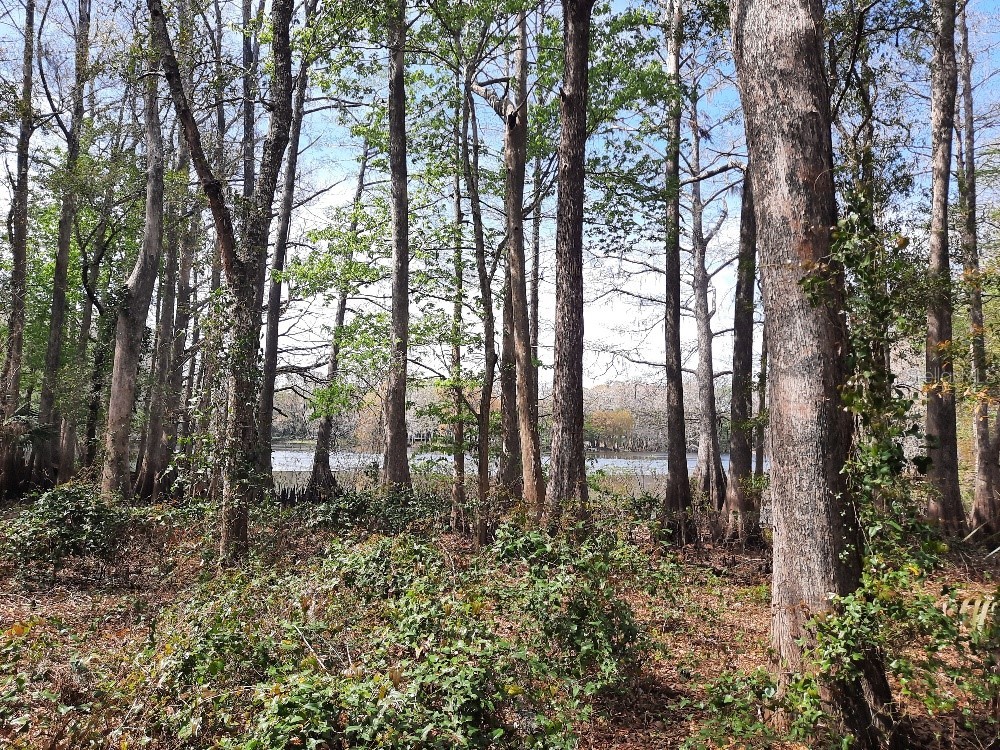 8942 Wicker Lane New Port Richey FL 34654 - LAKE WORRELL U8232687 image1