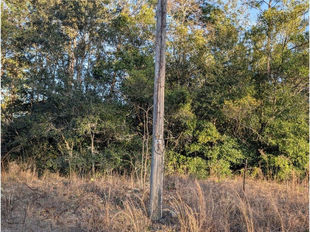 8949 N Lansen Way Citrus Springs FL 34433 OM696689 image4