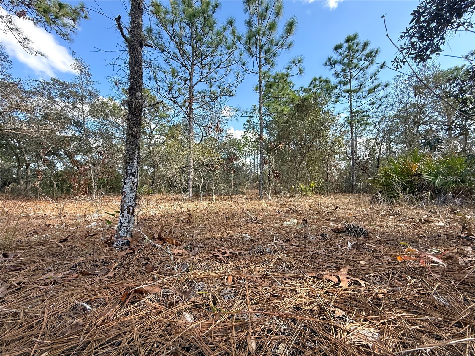 8951 N Citrus Springs Boulevard Citrus Springs FL 34433 OM717660 image4