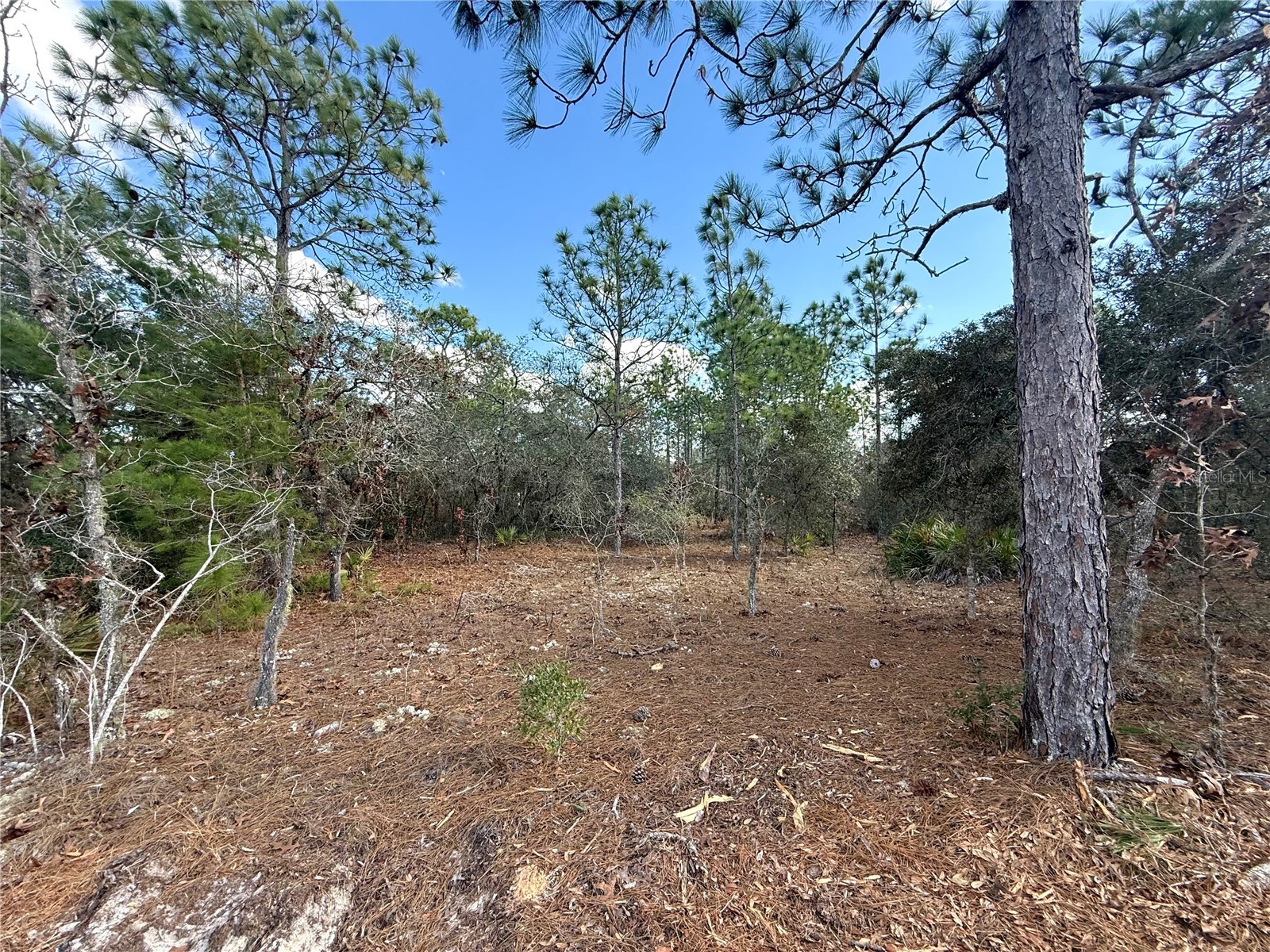 8951 N Citrus Springs Boulevard Citrus Springs FL 34433 OM717660 image5