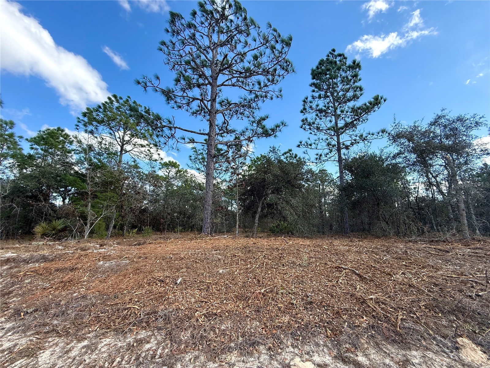 8951 N Citrus Springs Boulevard Citrus Springs FL 34433 OM717660 image6