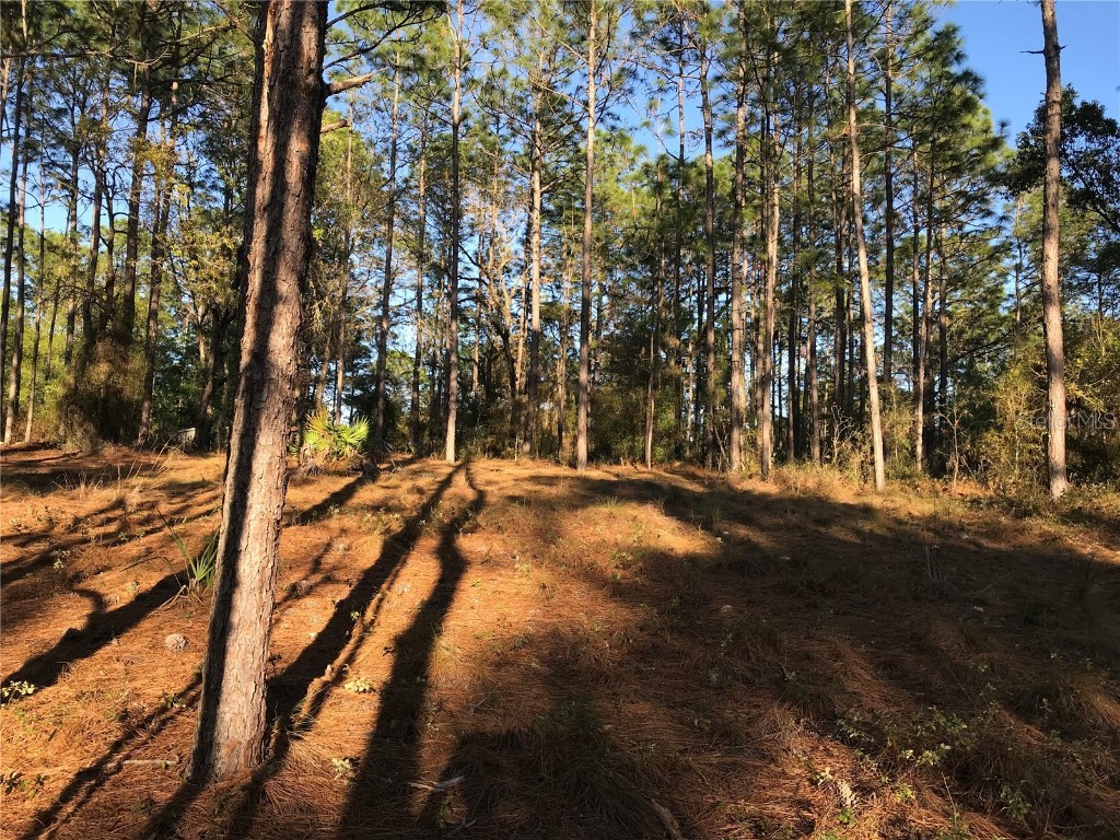 8965 SW 212th Court Dunnellon FL 34431 - RAINBOW SPRINGS O6113270 image1