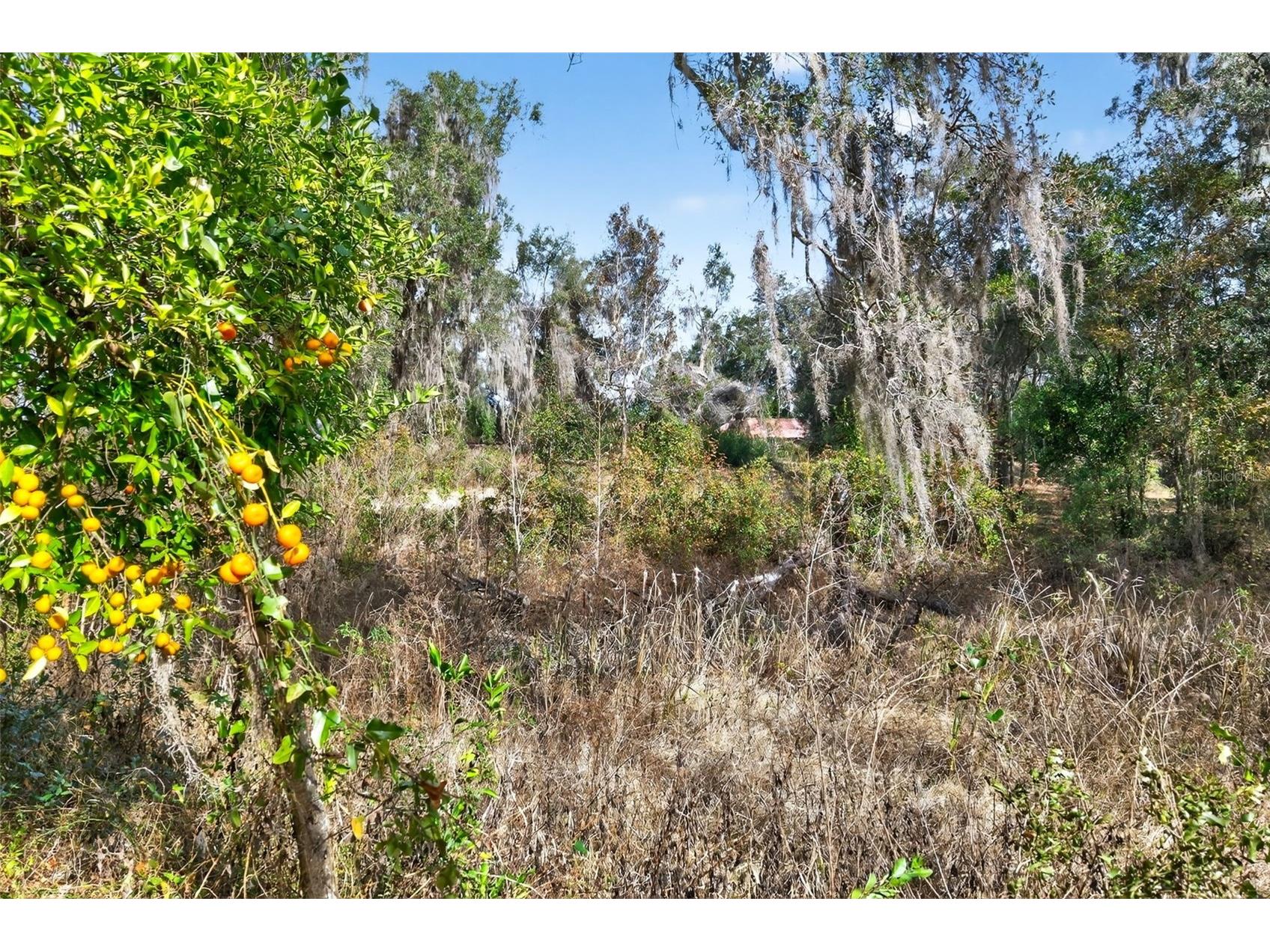 8989 S Great Oaks Drive Floral City FL 34436 - Bradley Lake OM716983 image12