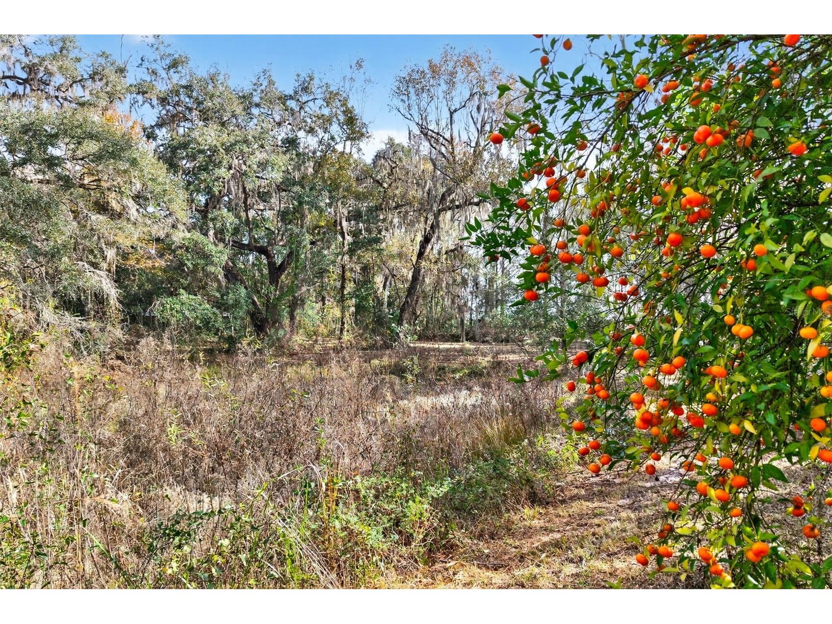 8989 S Great Oaks Drive Floral City FL 34436 - Bradley Lake OM716983 image29