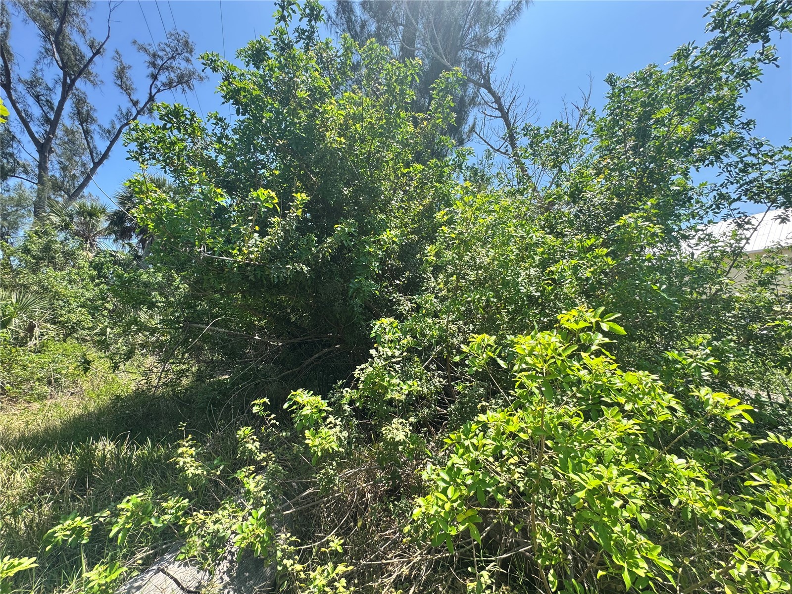 8992 Seagrape Lane Placida FL 33946 A4691772 image12