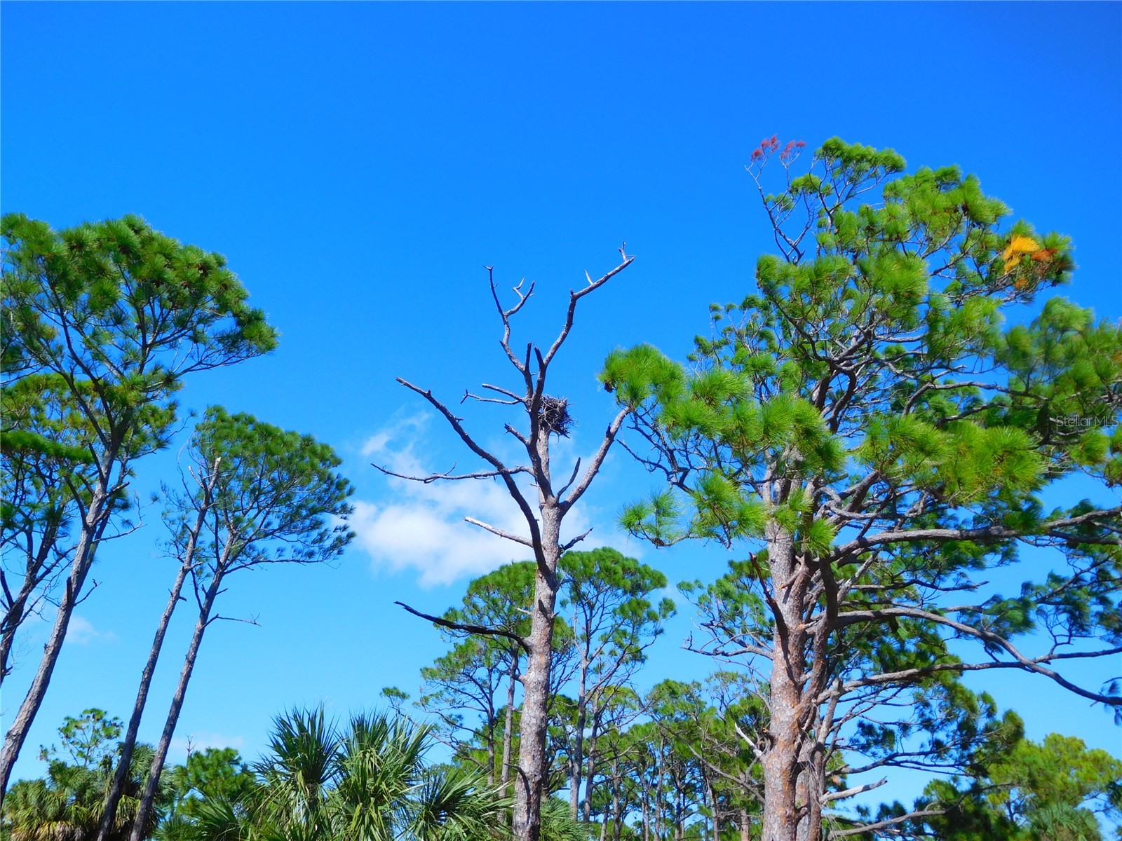 9 Haig Place #704 Dunedin FL 34698 - ST JOSEPH SOUNG TB8527158 image46