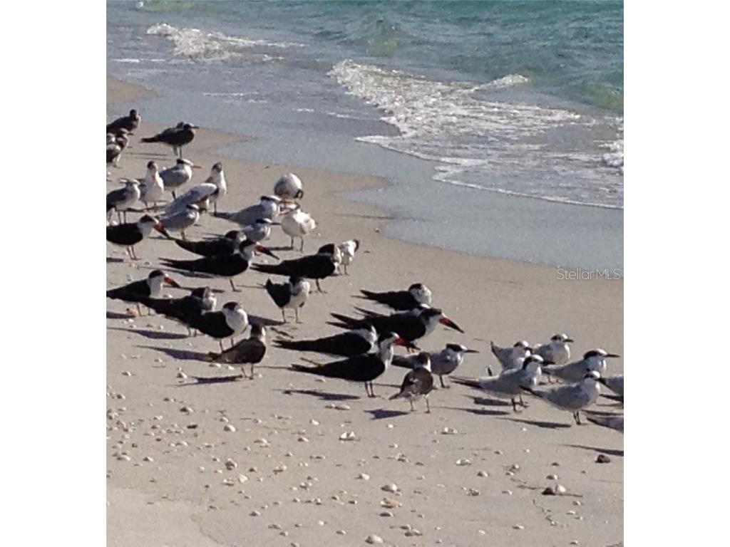 90 N Gulf Boulevard Placida FL 33946 D6144782 image63