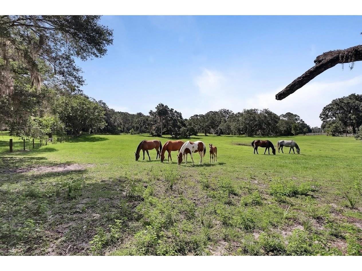 900 E Kicklighter (5 +- Acres) Road Lake Helen FL 32744 V4950017 image43