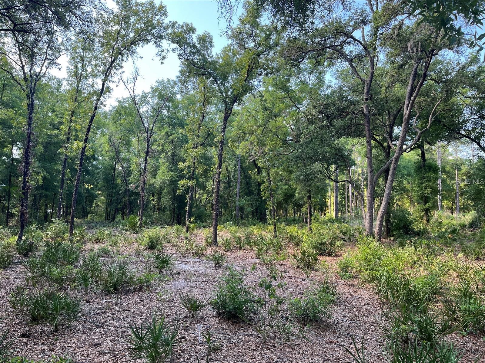 SW 151st Place Dunnellon FL 34432 OM719612 image1