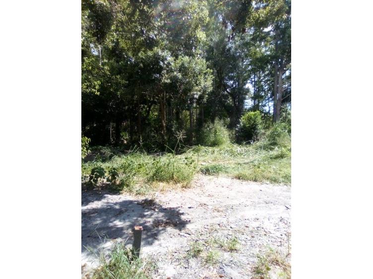 9010 Peony Street New Port Richey FL 34654 TB8414240 image12