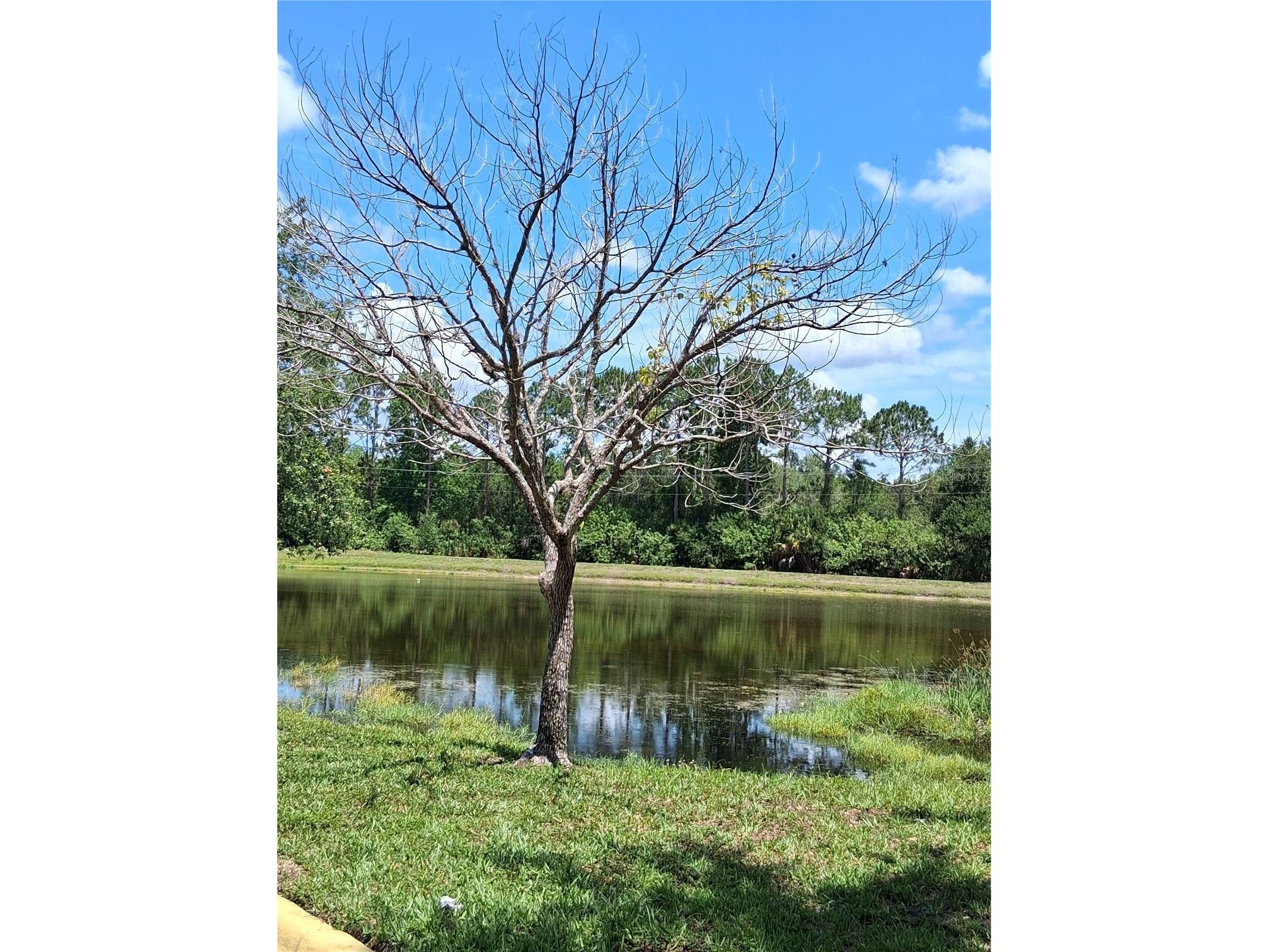 9020 Lake Chase Island Way #9020 Tampa FL 33626 TB8511849 image27