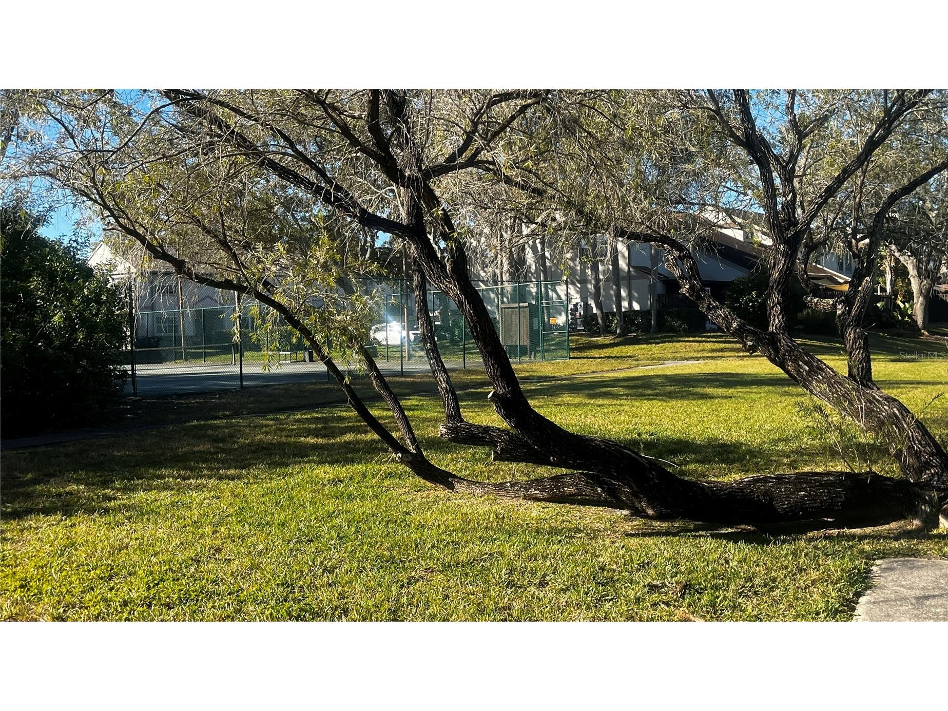 903 Bough Avenue #903 Clearwater FL 33760 TB8473988 image9