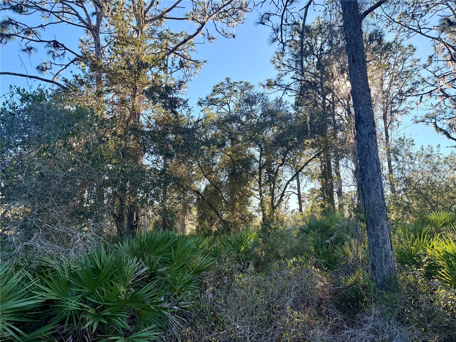 903 Hibiscus Drive Indian Lake Estates FL 33855 L4958950 image1