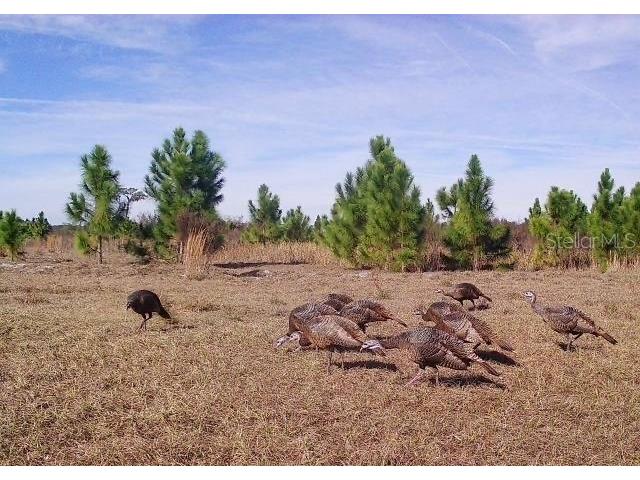 9050 SE 196th Terrace Ocklawaha FL 32179 OM727707 image39