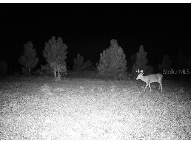 9050 SE 196th Terrace Ocklawaha FL 32179 OM727707 image40