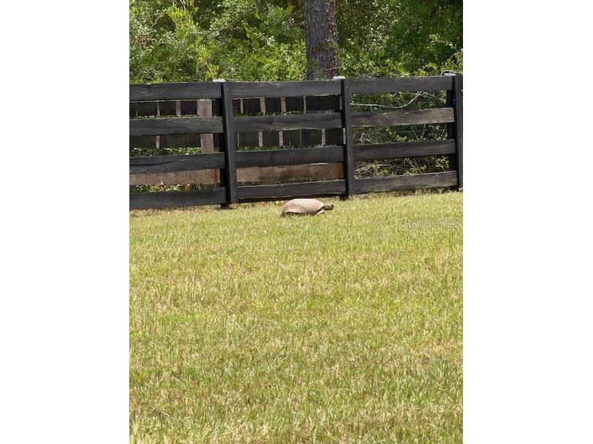 9050 SE 196th Terrace Ocklawaha FL 32179 OM727707 image41