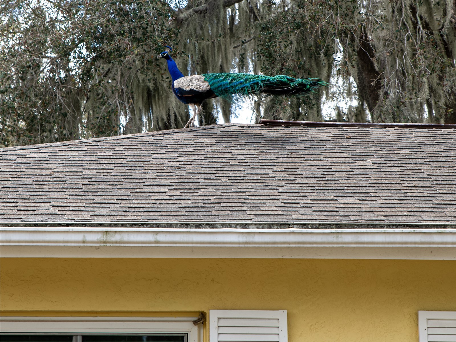 907 Hillside Terrace Brandon FL 33511 TB8487063 image34