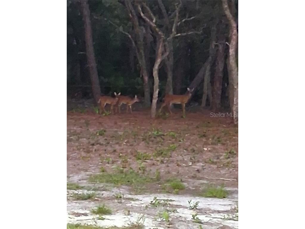 9078 Birmingham Avenue Weeki Wachee FL 34613 TB8423857 image60