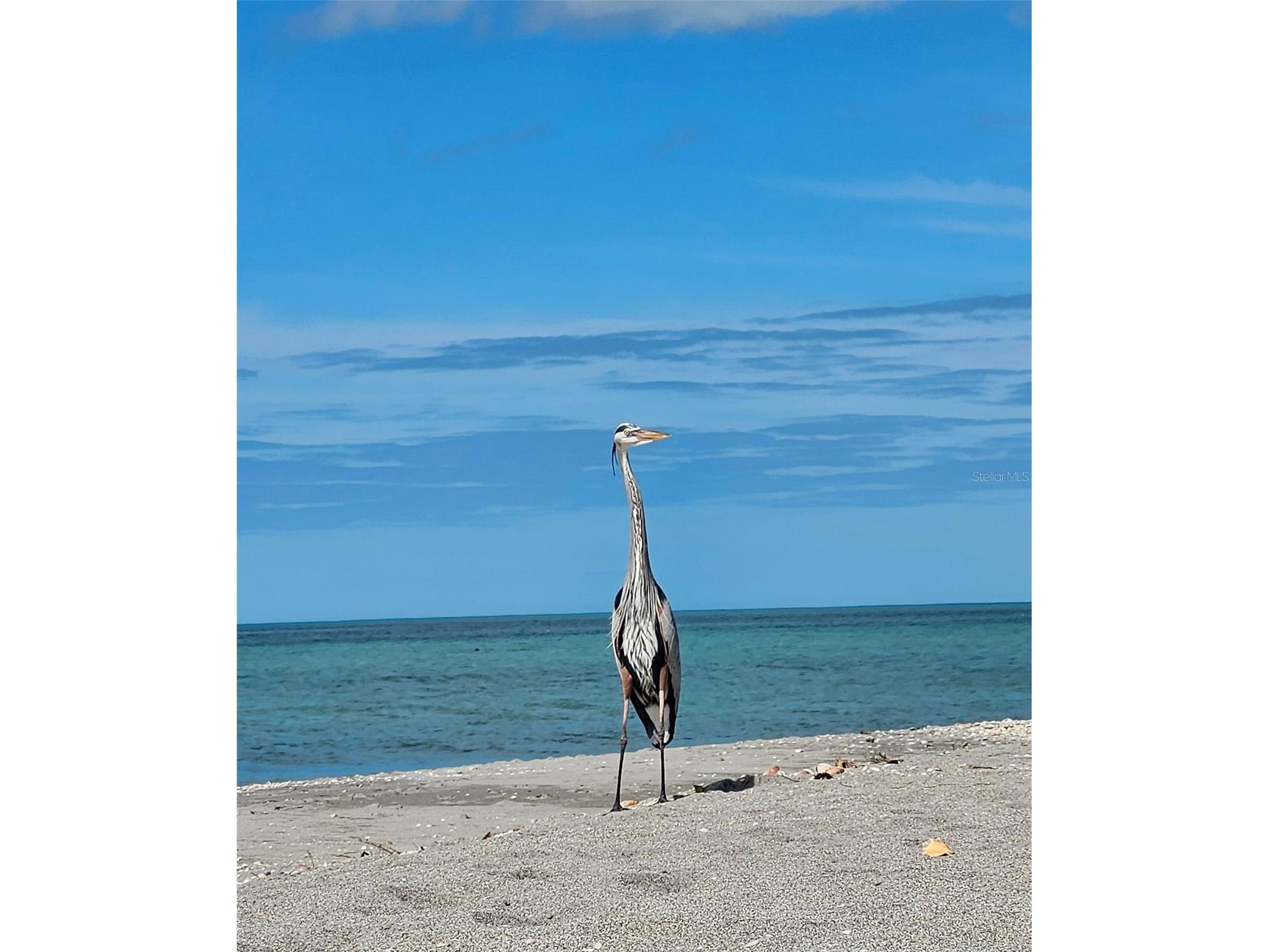 908 Villas Drive #23 Venice FL 34285 - GULF OF AMERICA N6144768 image34