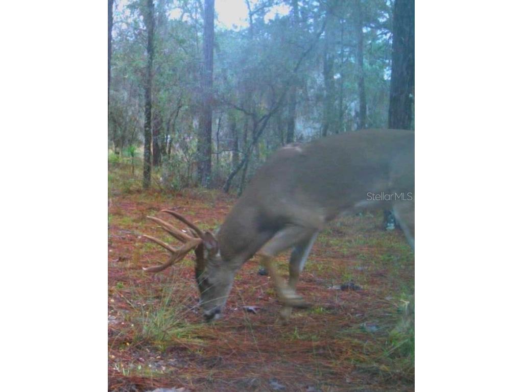 9088 S Berkshire Avenue Inverness FL 34452 TB8387037 image33