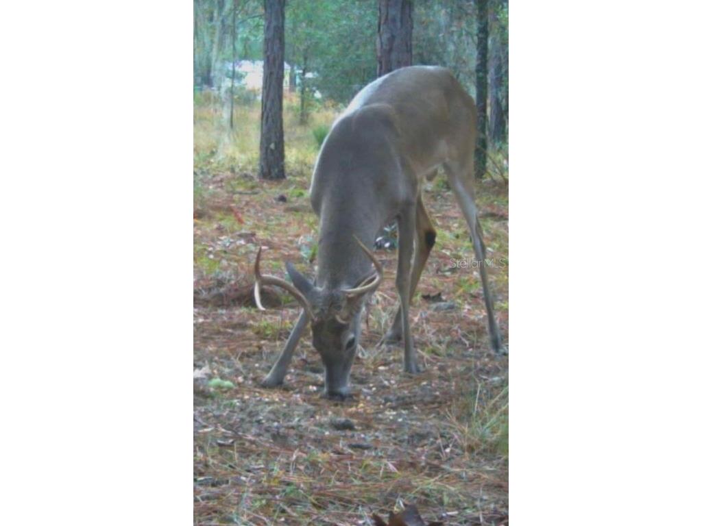 9088 S Berkshire Avenue Inverness FL 34452 TB8387037 image34