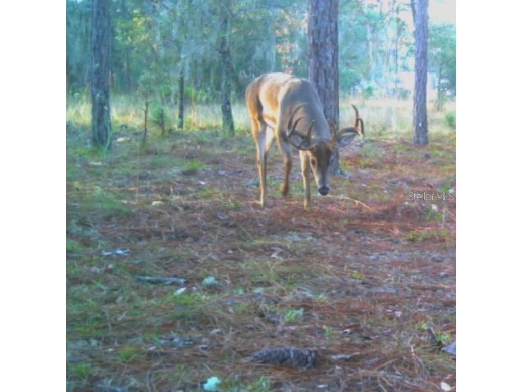 9088 S Berkshire Avenue Inverness FL 34452 TB8387037 image35