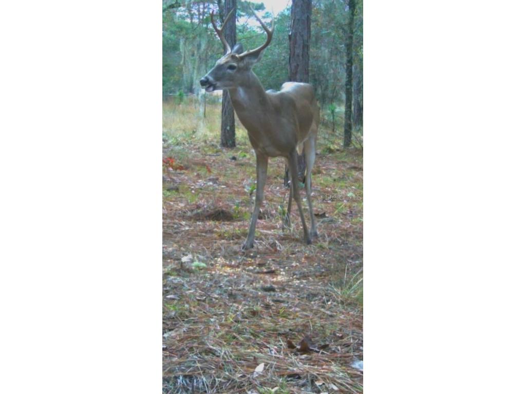 9088 S Berkshire Avenue Inverness FL 34452 TB8387037 image36