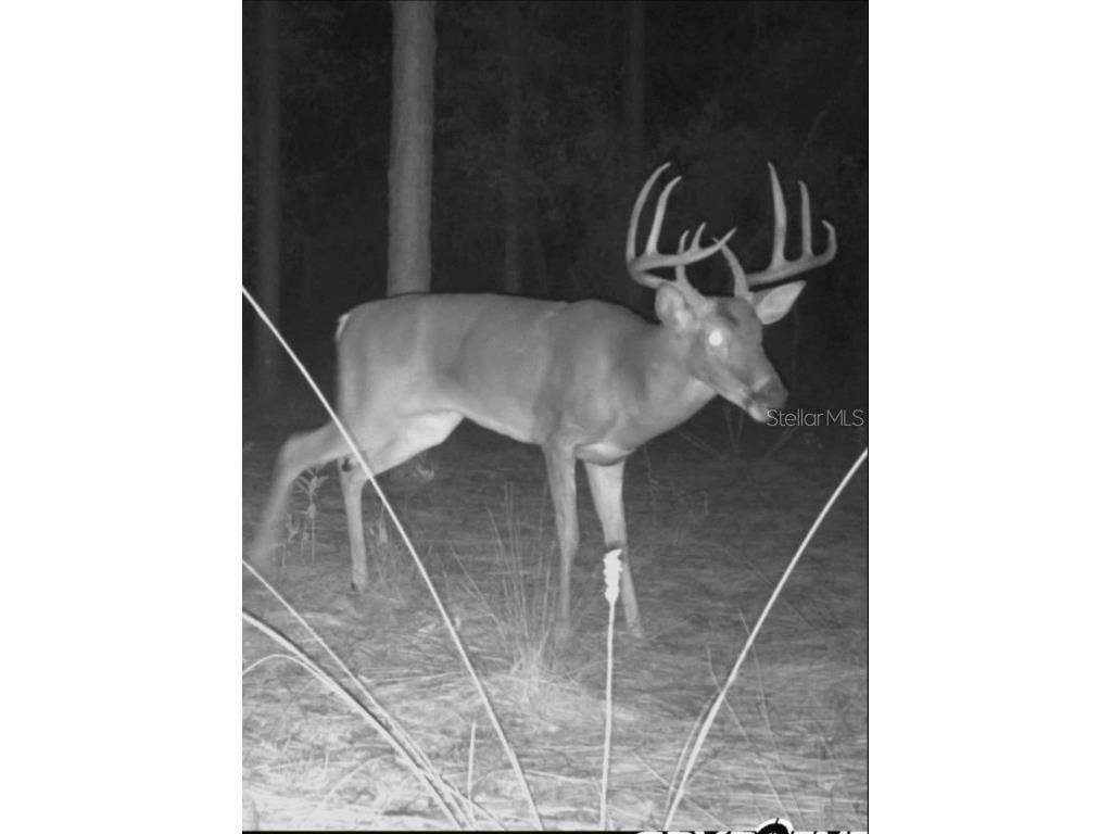 9088 S Berkshire Avenue Inverness FL 34452 TB8387037 image37