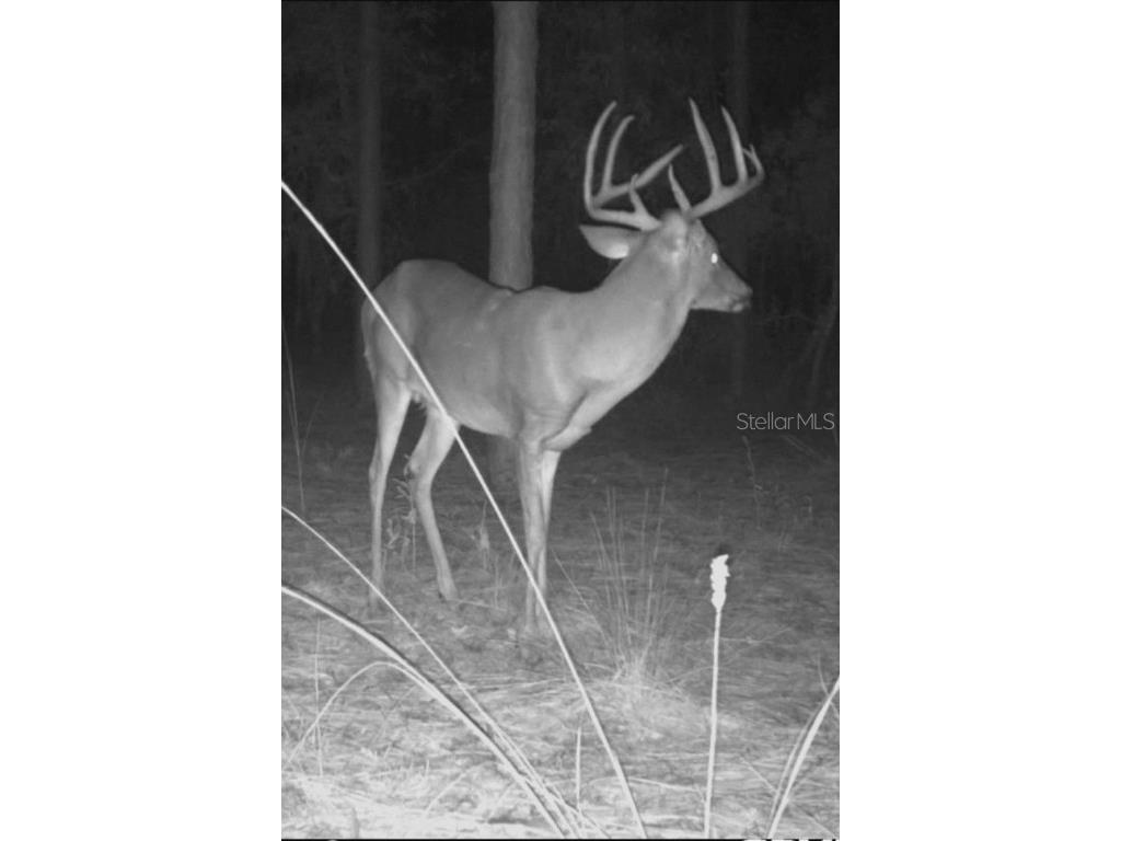 9088 S Berkshire Avenue Inverness FL 34452 TB8387037 image38