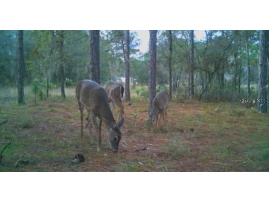 9088 S Berkshire Avenue Inverness FL 34452 TB8387037 image39