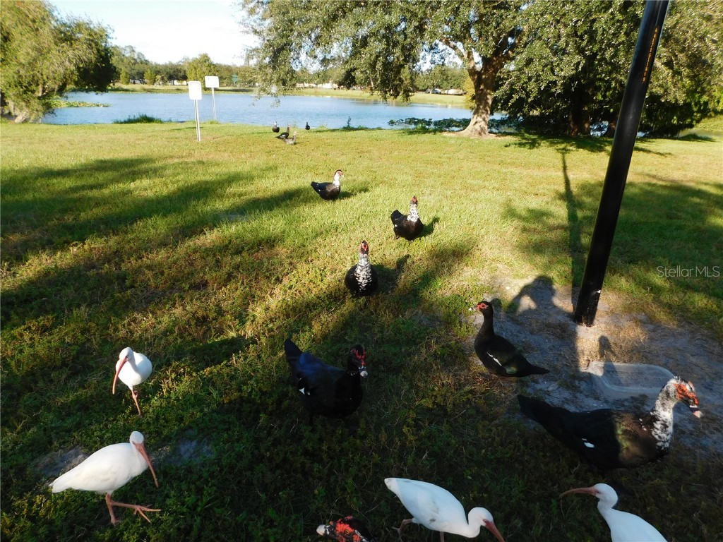 910 Cherokee Circle Sanford FL 32773 O6353694 image52