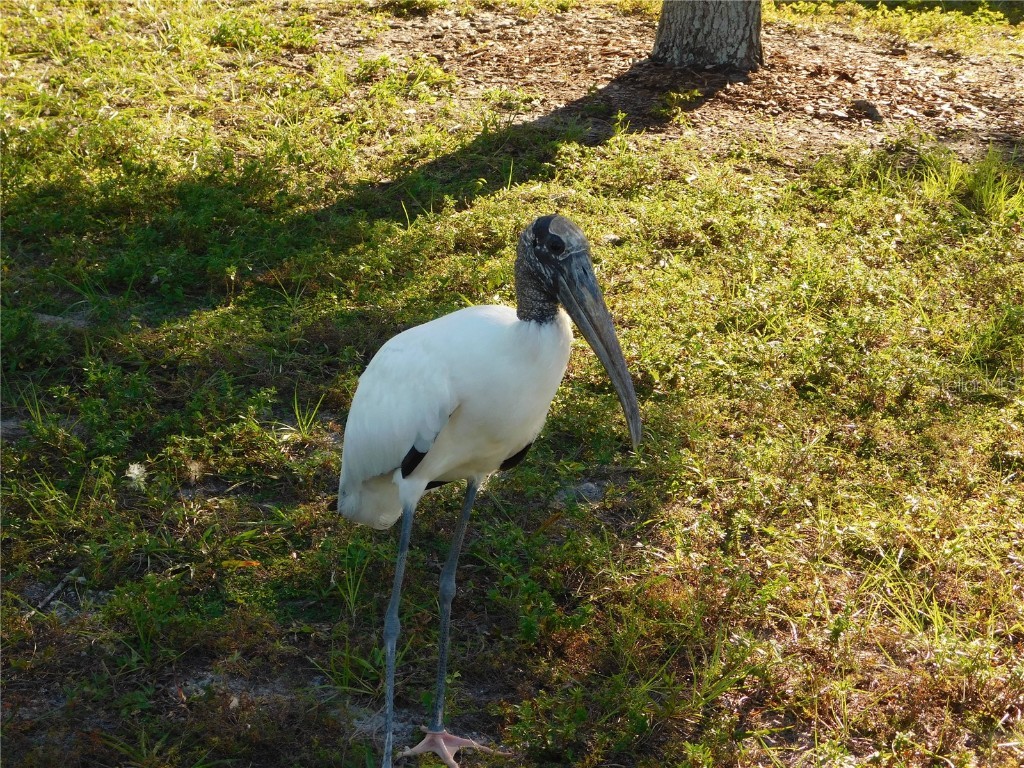 910 Cherokee Circle Sanford FL 32773 O6353694 image53