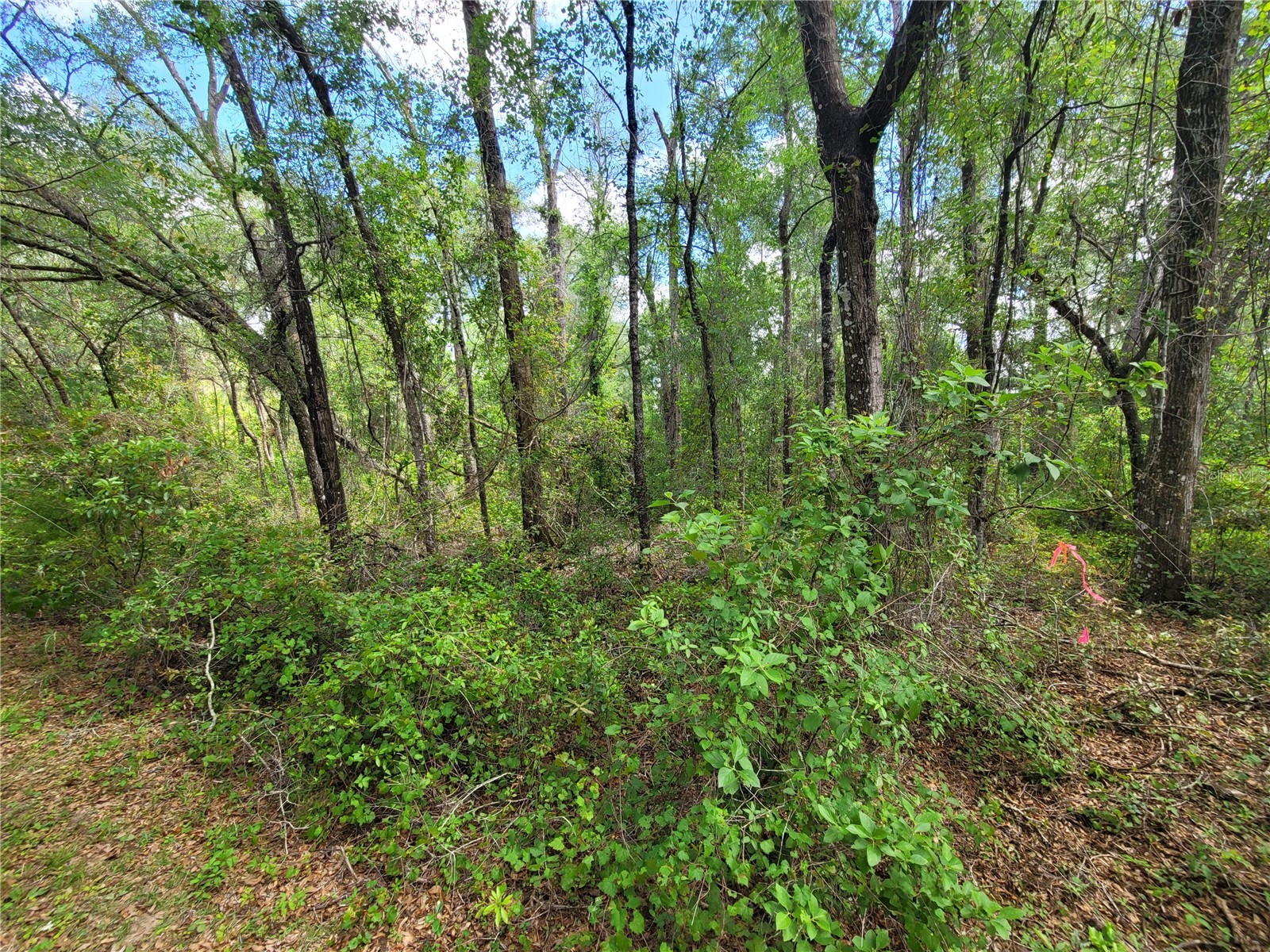 910 Ferncreek Avenue Inverness FL 34453 TB8503841 image1