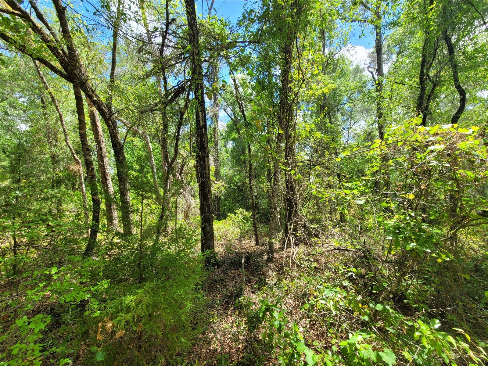 910 Ferncreek Avenue Inverness FL 34453 TB8503841 image2