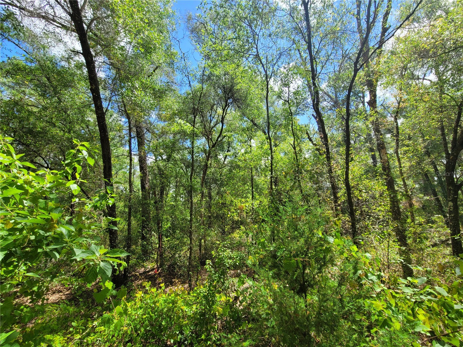 910 Ferncreek Avenue Inverness FL 34453 TB8503841 image3