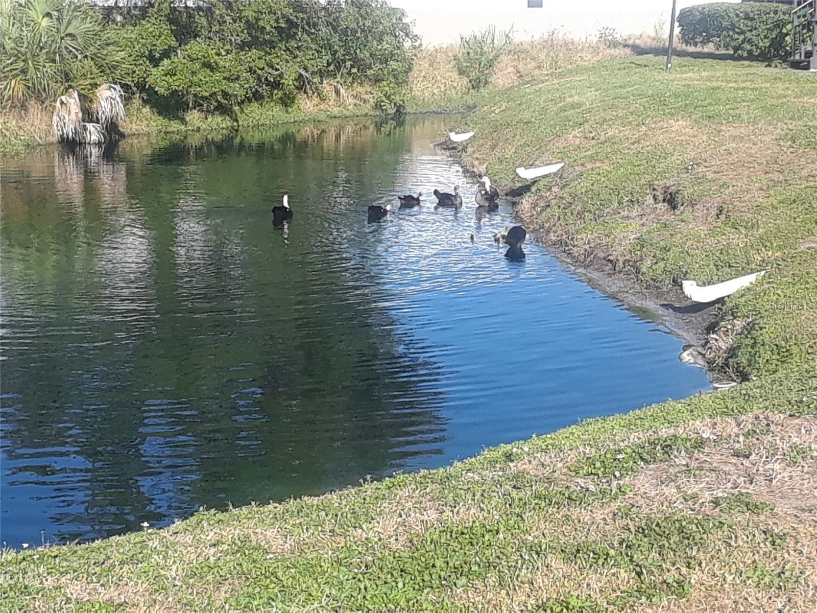 9100 Dr Martin Luther King Jr Street N #1411 Saint Petersburg FL 33702 - Duck Pond TB8511180 image33