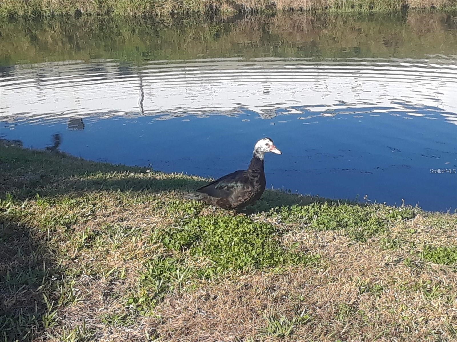 9100 Dr Martin Luther King Jr Street N #1411 Saint Petersburg FL 33702 - Duck Pond TB8511180 image34