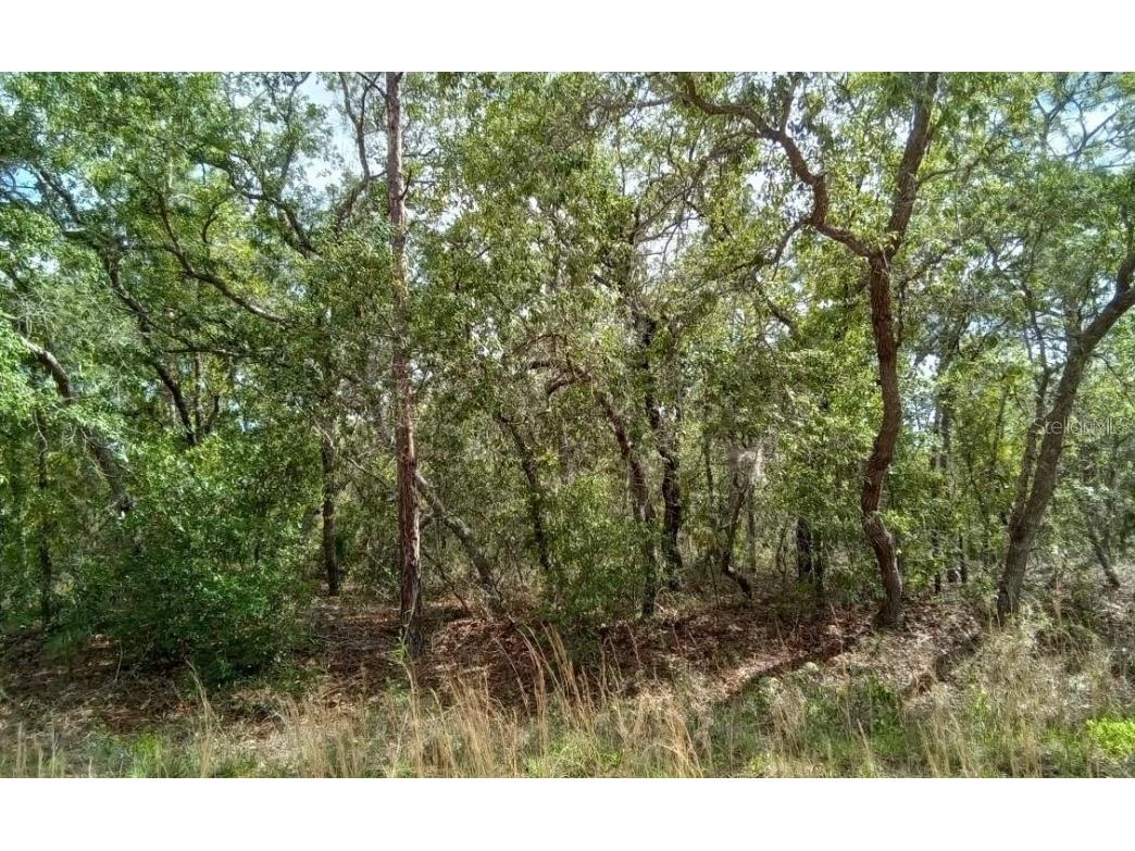 9100 SW 121st Terrace Dunnellon FL 34432 O6255086 image1