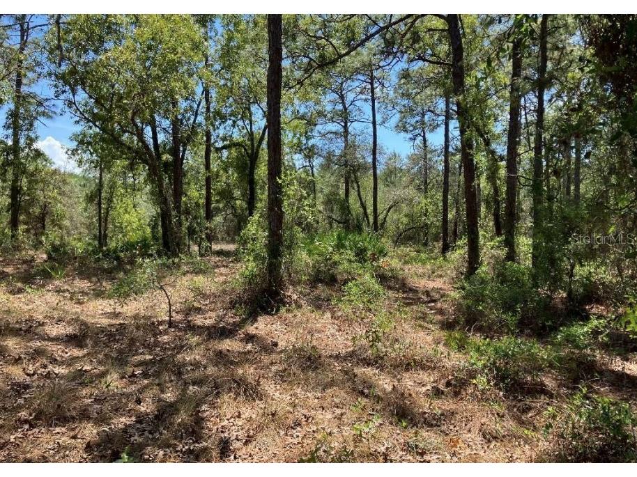 9102 Birmingham Avenue Weeki Wachee FL 34613 U8180609 image1