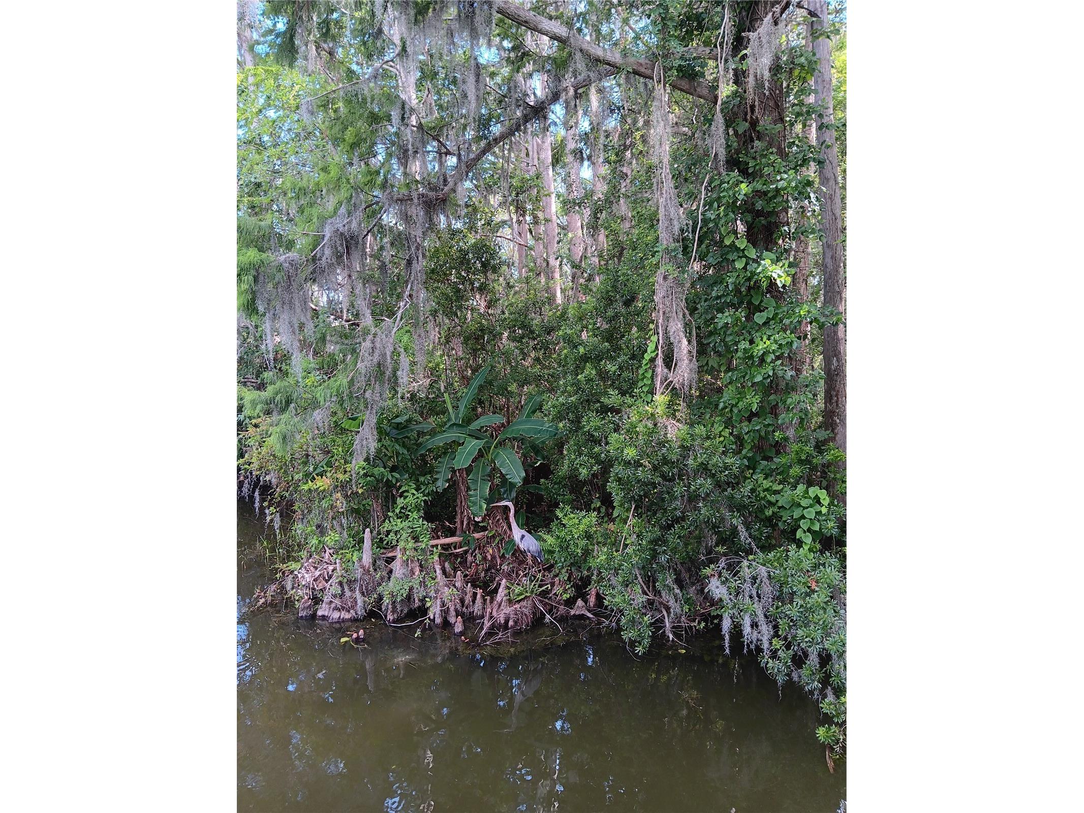 9117 E Royal Palm Drive Inverness FL 34450 O6325287 image2