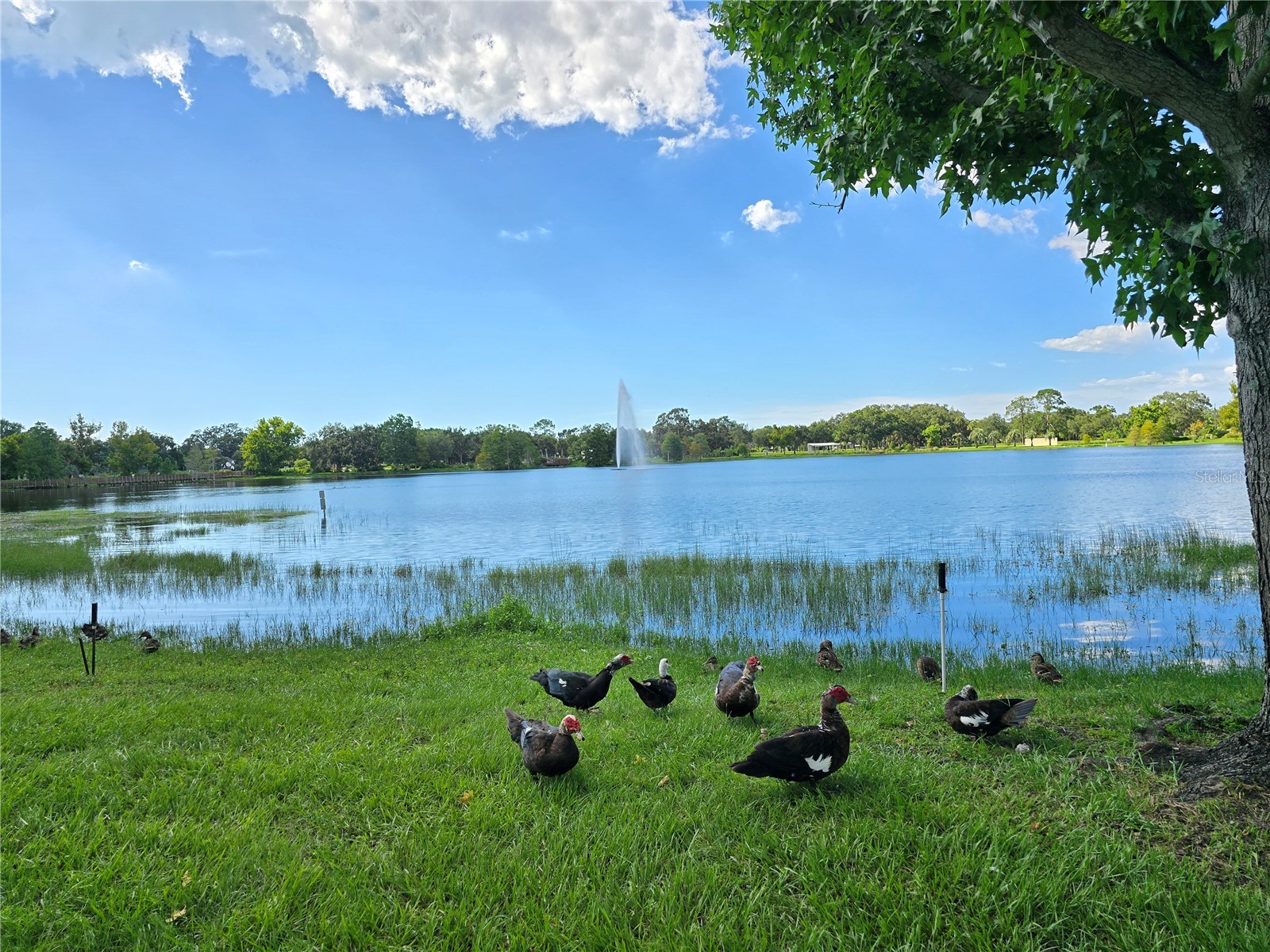 912 Grand Central St Clearwater FL 33756 TB8455968 image66