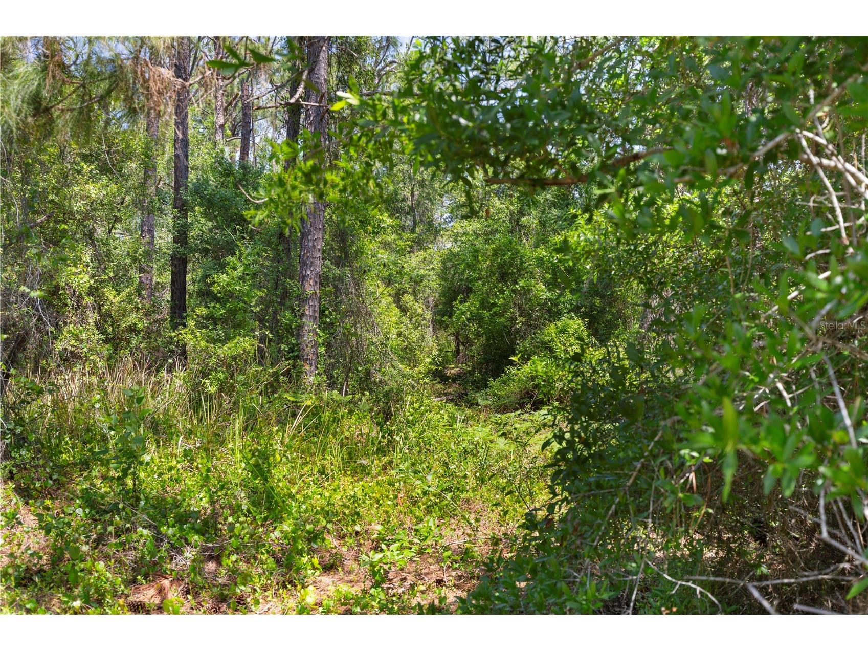 9121 Florida Boys Ranch Road Clermont FL 34711 S5147701 image16